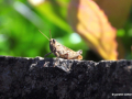 DSC_5417_mini