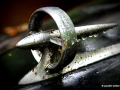 DSC_5877-001_mini