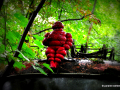 DSC_5901-001_mini