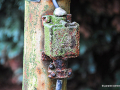 DSC_8037_mini