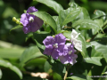SONY DSC