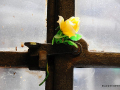 DSC_6242_mini