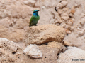 DSC_7374_mini