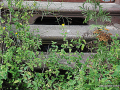 dsc_6502