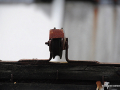 DSC_8524_mini
