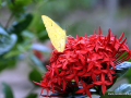 SONY DSC