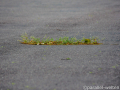 DSC_7816_mini