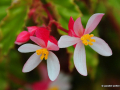 DSC_4546_mini