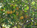 P1010454_mini