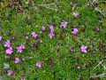 DSC_8890_mini
