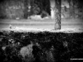 DSC_7608_mini