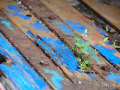 DSC_6063_mini