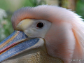 DSC_6033_mini