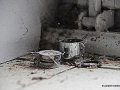 DSC_9621_mini