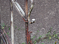 dsc_1410-001