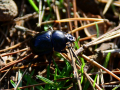 DSC_6333_mini