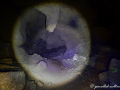 MK-0519-min MK-0519-min
