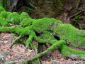 MK-0571-min MK-0571-min
