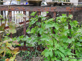 DSC_1046_mini