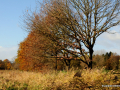 DSC_0044_mini